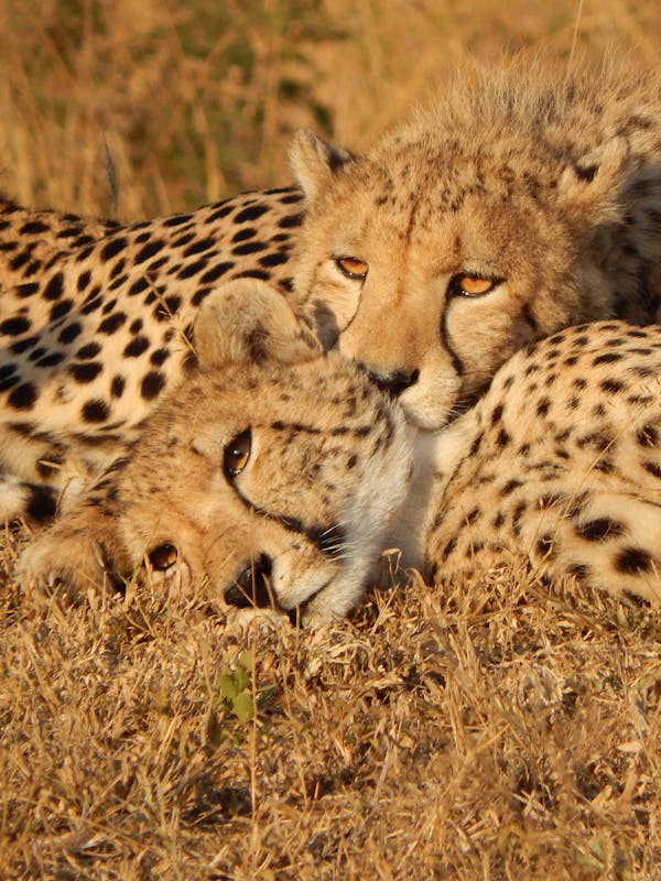 Close-up of cheetahs