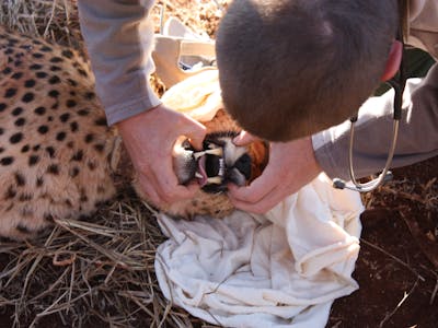 Close-up of an ACE volunteer monitoring the health of a sedated cheetah's teeth