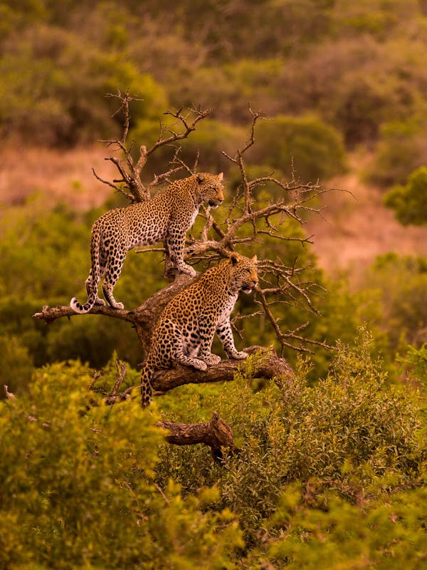 Karl Johan Nils Friberg: Female leopard with sub-adult in tree, in the Okavango