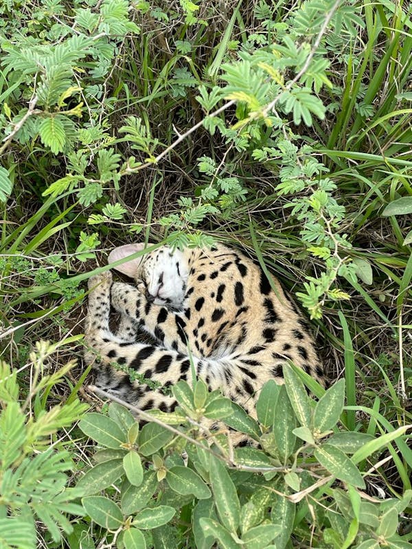 Frances Watson: serval in the bush