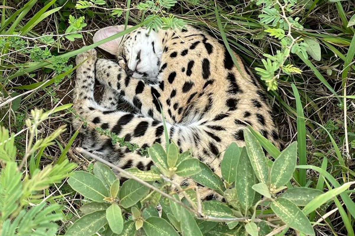 Frances Watson: serval in the bush