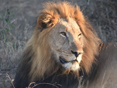 Barbara Merolli: close-up of a lion