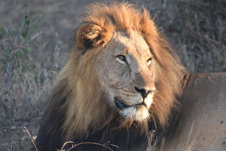 Barbara Merolli: close-up of a lion