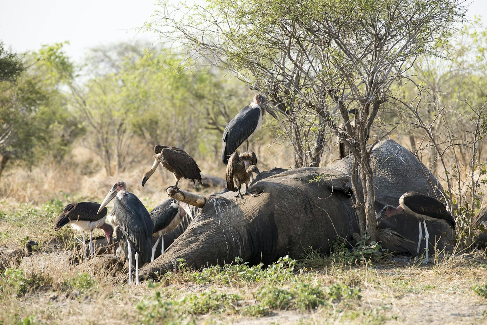 Elephant carcass