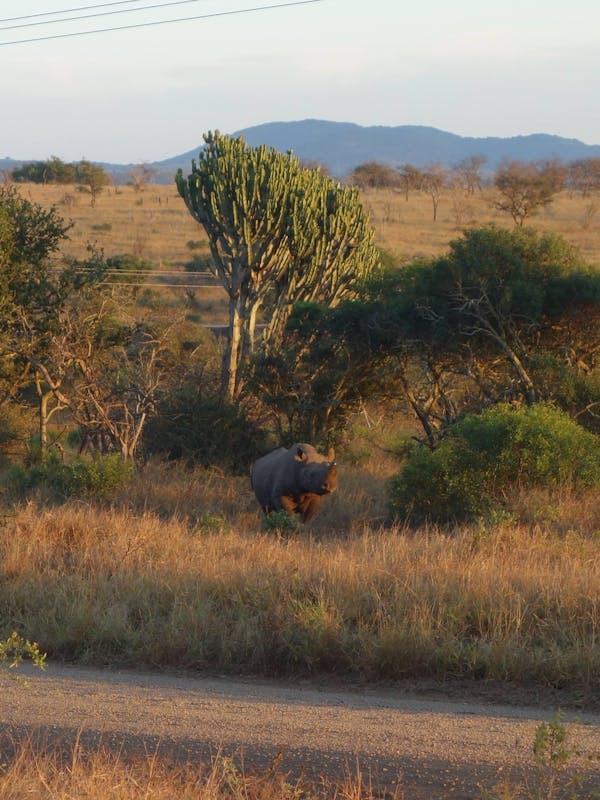 Pierce Kempkes: rhino in the distance
