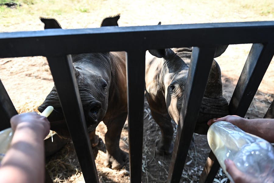 Bottle Feeding Rhinos, Golola, The Rhino Orphanage
