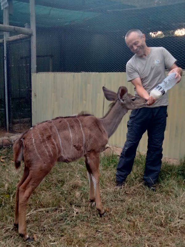 A man bottle feeds a baby antelope 
