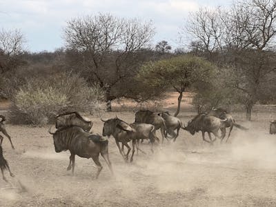 Kaitlyn Evans: wildebeest stampede