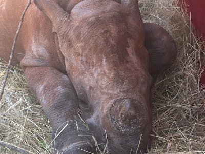 Tanya Stapleton: close-up of a baby rhino