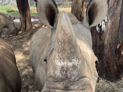 Close up of a rhino, Golola Rhino Orphanage and Rehabilitation Centre