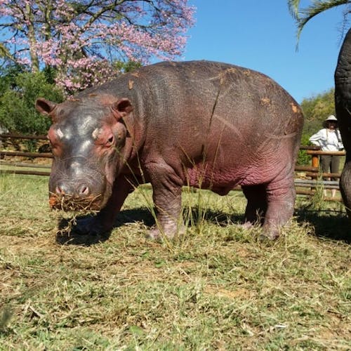 Baby hippo at Care for Wild