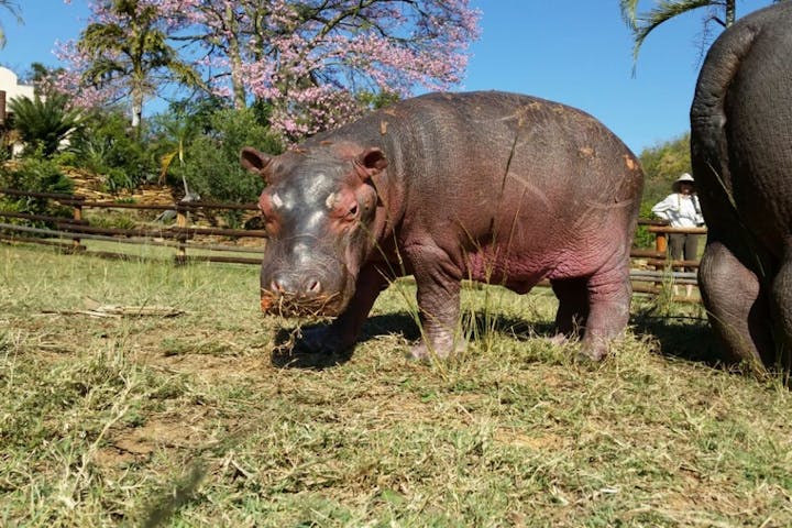 Baby hippo at Care for Wild