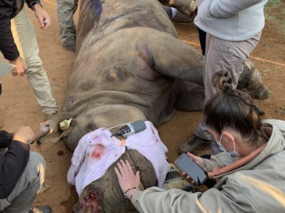 Siske Loggie: vet working on a sedated rhino