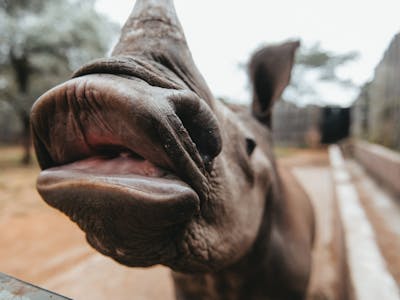 Baby rhino close up, The Rhino Orphanage