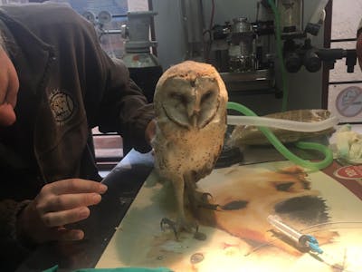 Emily Guinane: in the clinic with an owl