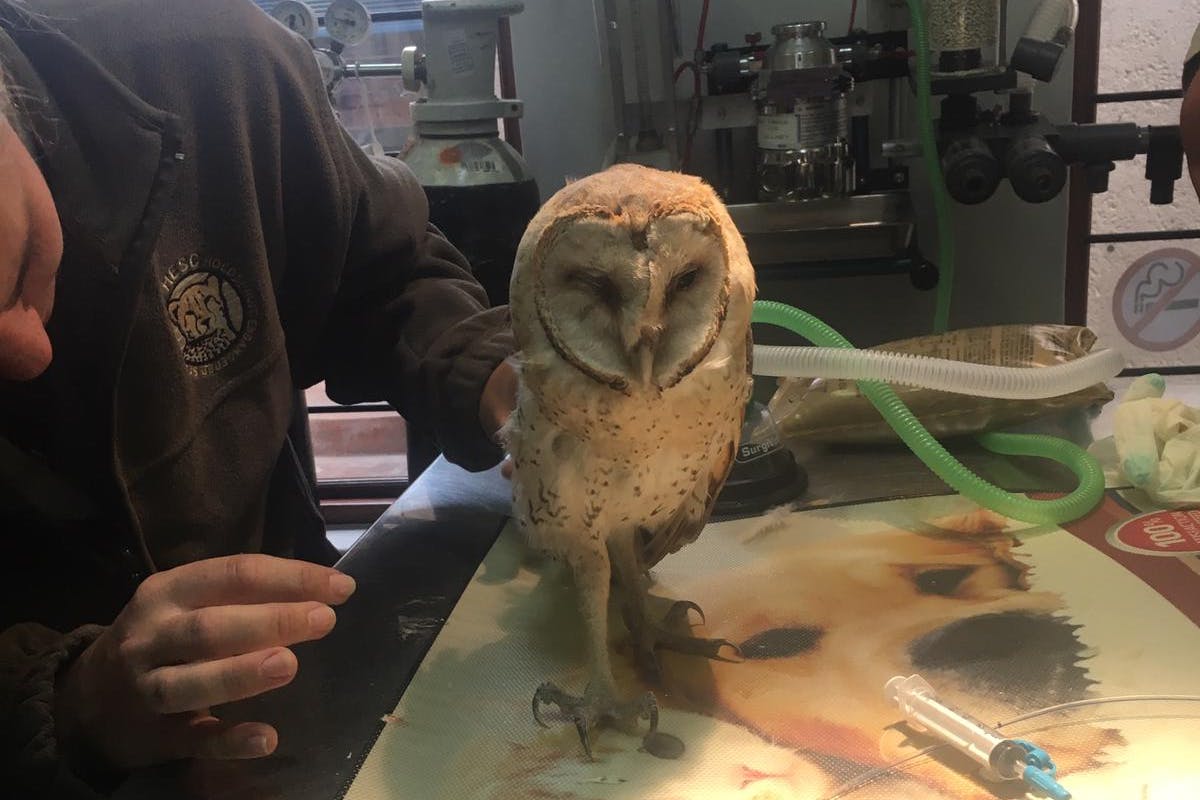 Emily Guinane: in the clinic with an owl