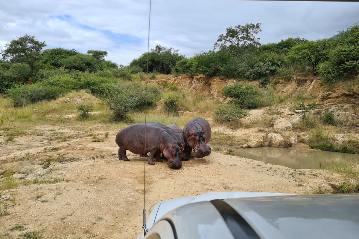 Mira van Duin: hippos viewed from vehicle