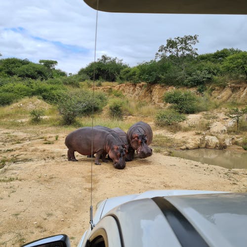 Mira van Duin: hippos viewed from vehicle
