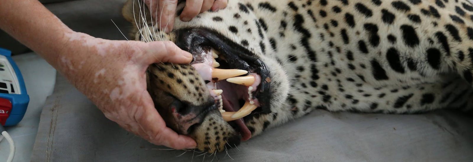 Leopard monitoring at Chipangali - a sedated leopard has its teeth inspected