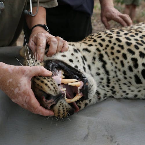 Leopard monitoring at Chipangali - a sedated leopard has its teeth inspected