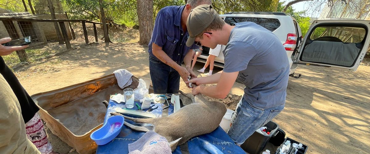 An ACE veterinary student working on a sedated antelope