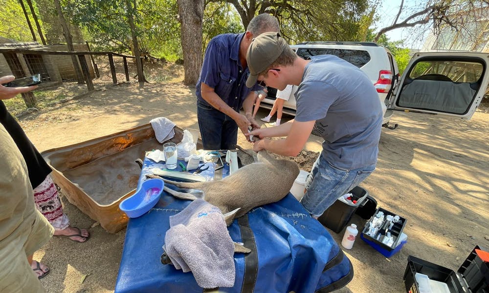 An ACE veterinary student working on a sedated antelope