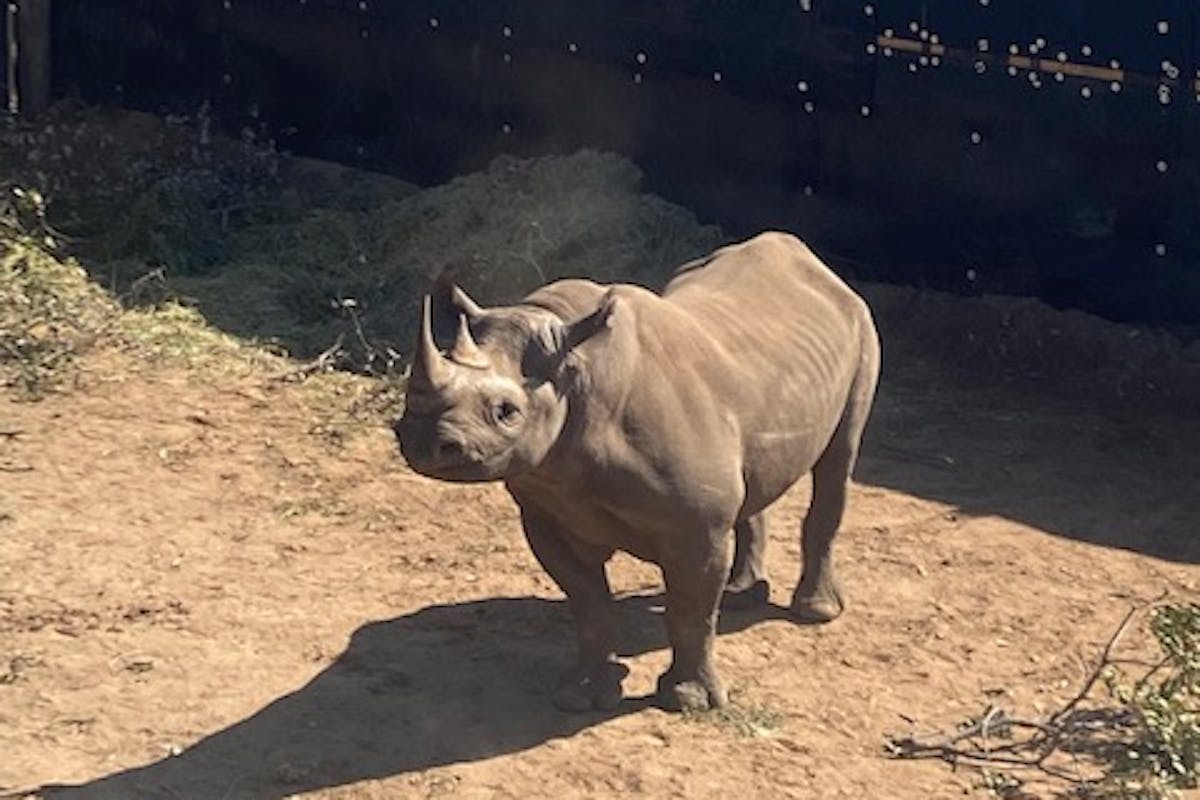 Ella Price: baby rhino