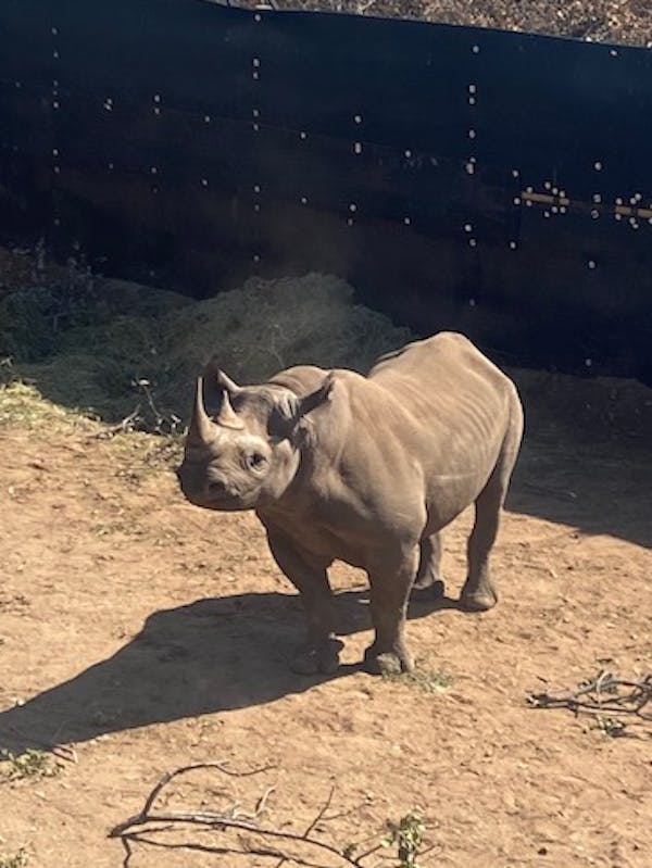 Ella Price: baby rhino