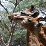 Two giraffe eating from a tree