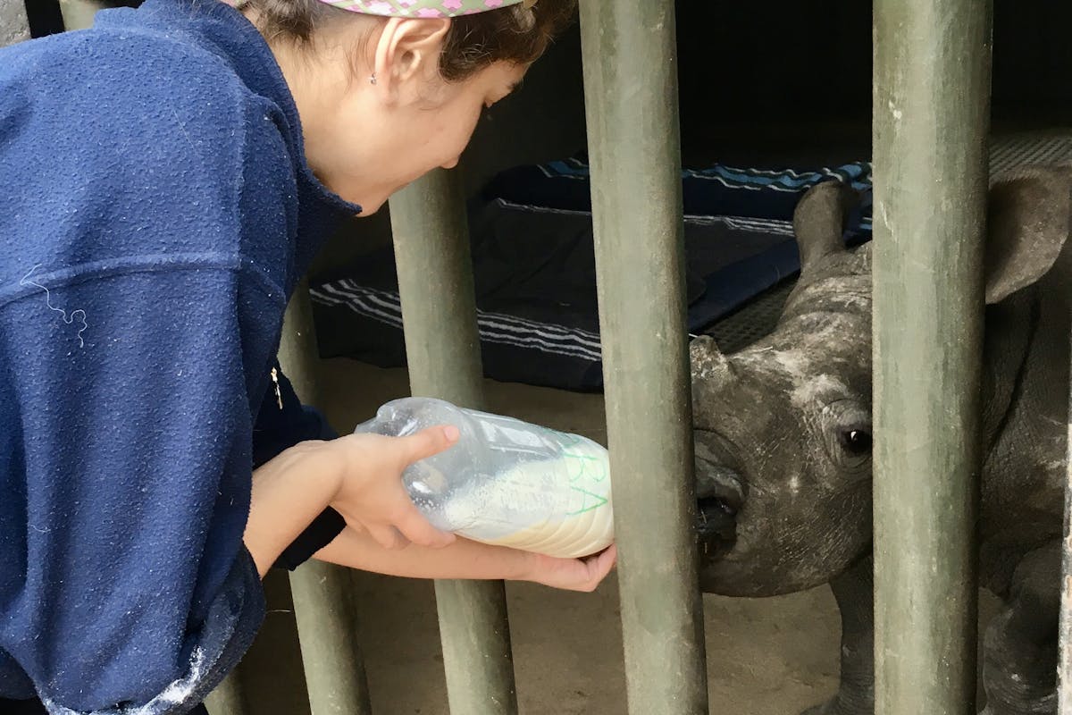Rachele Stoppoloni: bottle feeding a baby rhino