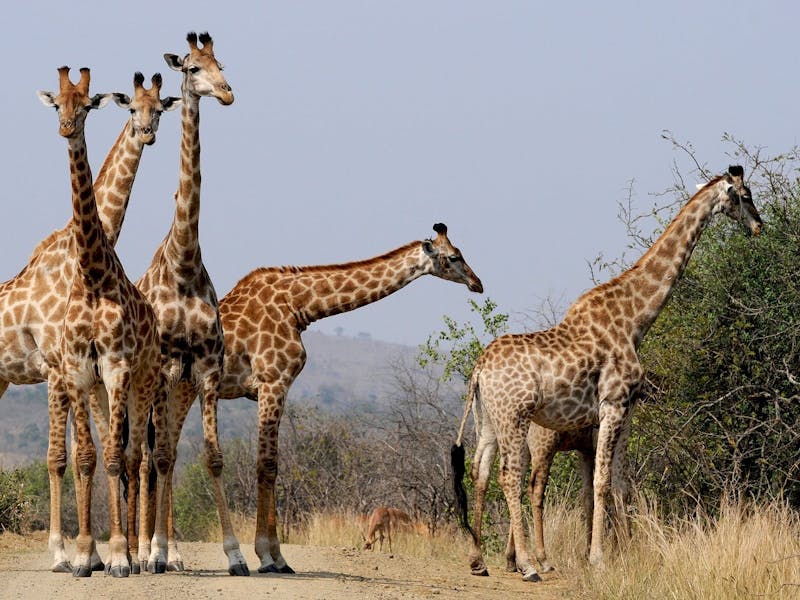 5 giraffe collected on a track in the African bush