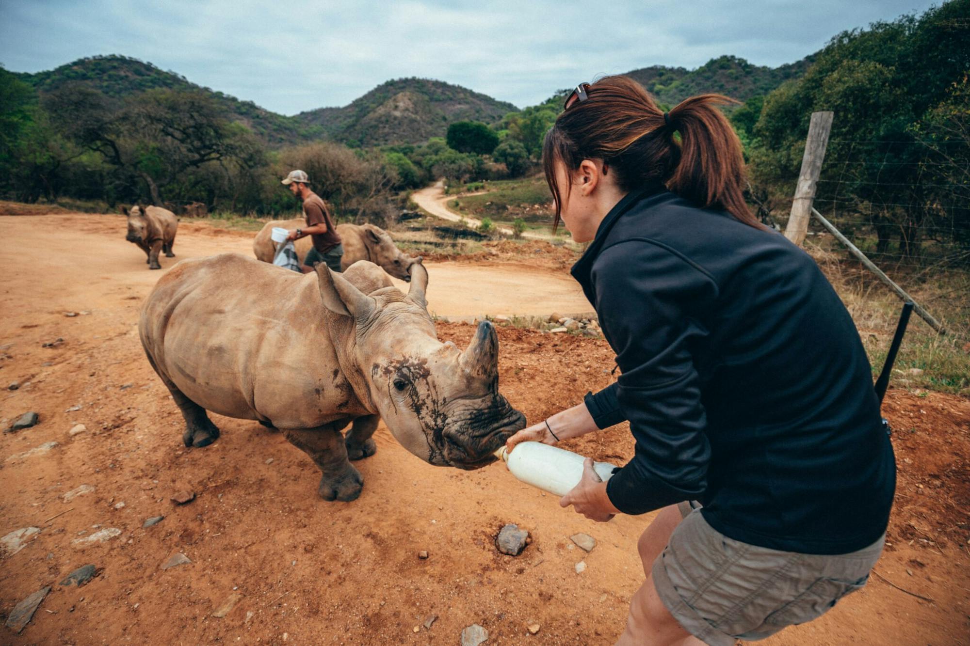 Female ACE volunteer bottle feeding a rhino calf, Care for Wild