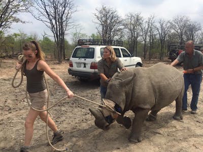 Daina Rawlings: walking with a blindfolded rhino