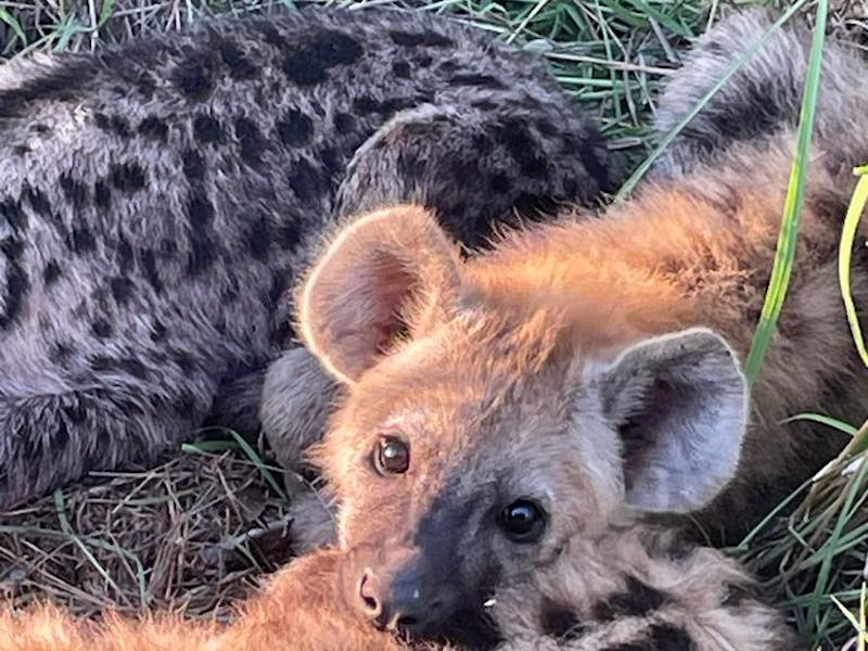 Close-up of a baby hyena