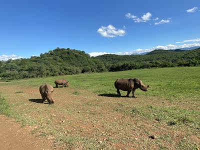 Sabrina Roach: rhinos
