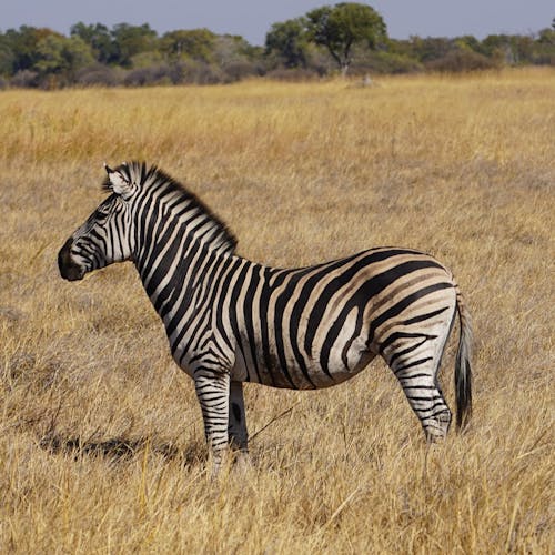Rino Eliassen: close-up of a zebra