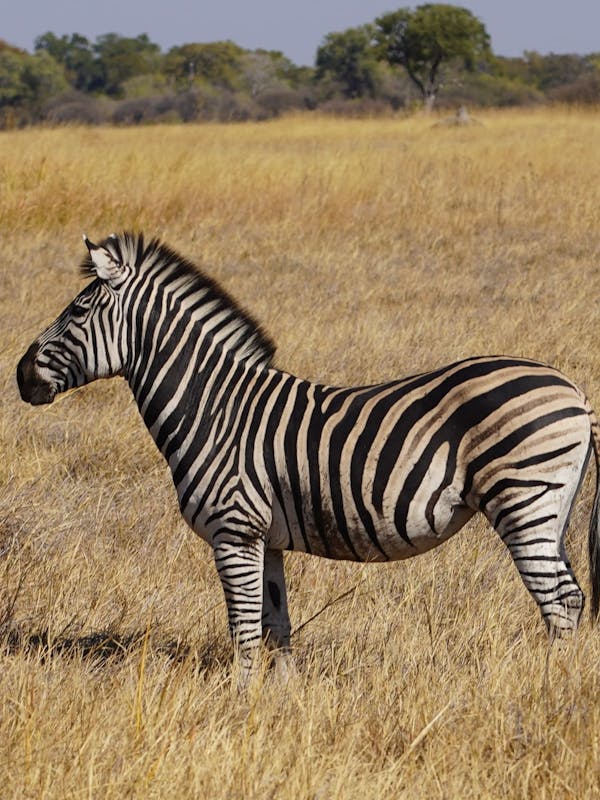 Rino Eliassen: close-up of a zebra