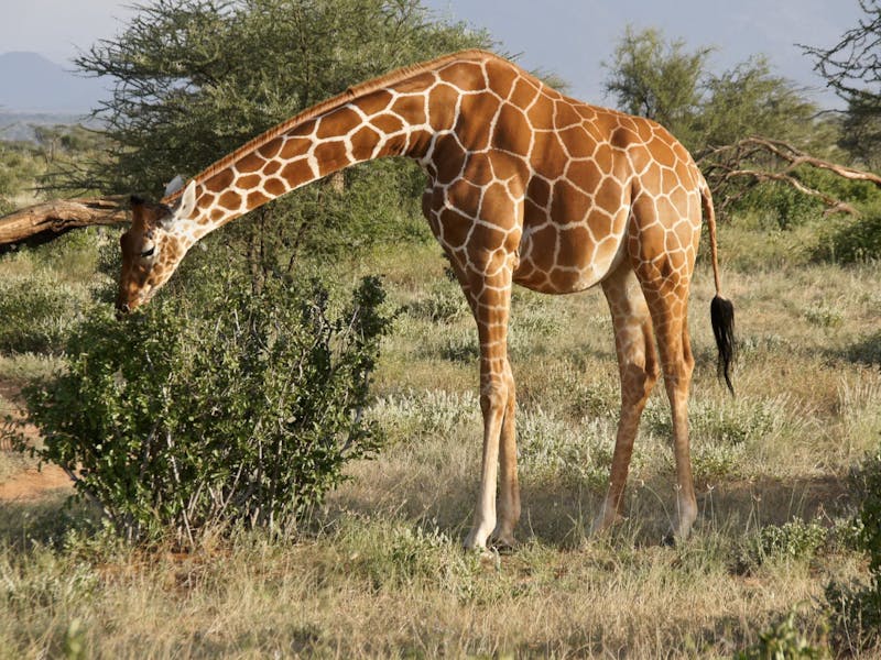 A pregnant giraffe
