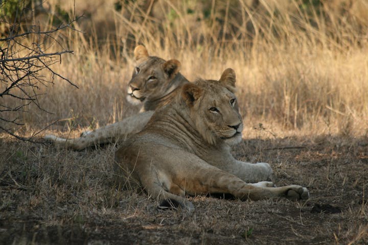 Lionesses resting in the sunshine