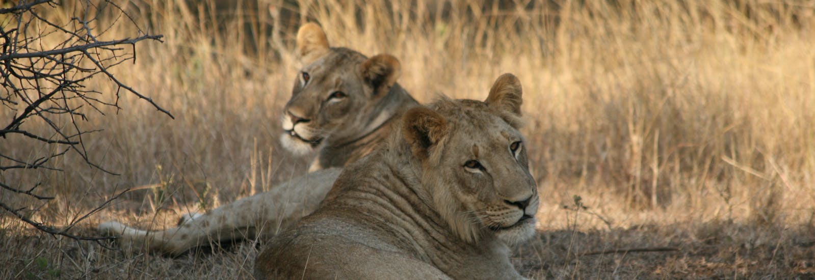 Lionesses resting in the sunshine