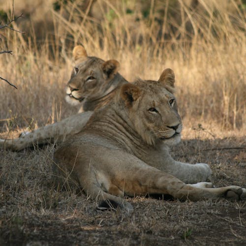 Lionesses resting in the sunshine