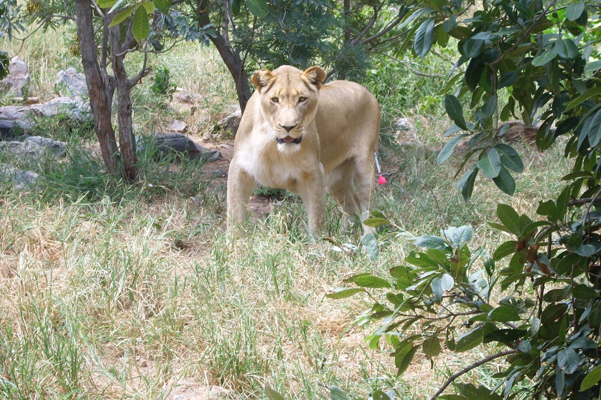Photo of a darted lioness 