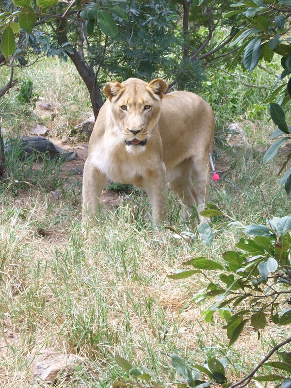 Photo of a darted lioness 
