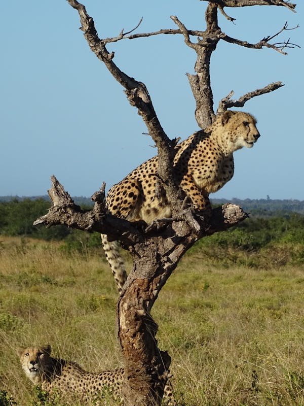 Ian Archer: cheetah in a tree