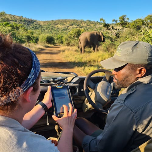 ACE volunteer monitoring elephants in front of the vehicle with professional guide