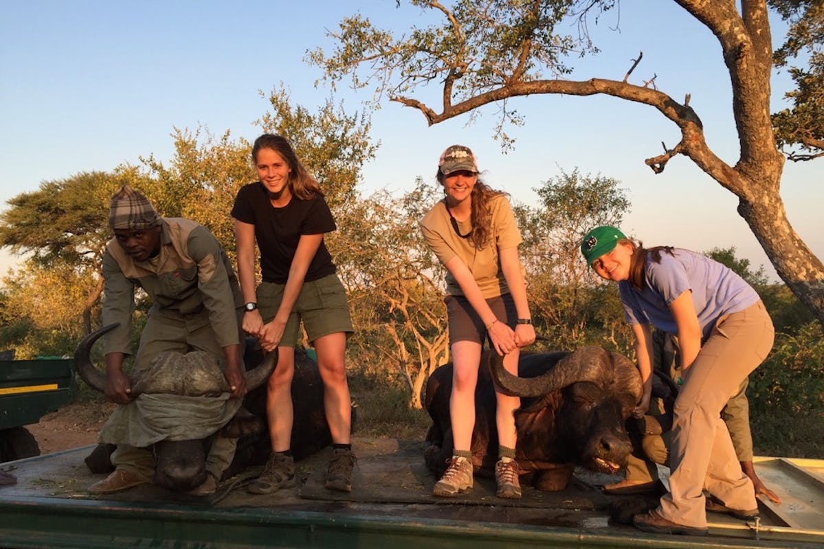 Three ACE volunteers with a professional, working with sedated buffalo