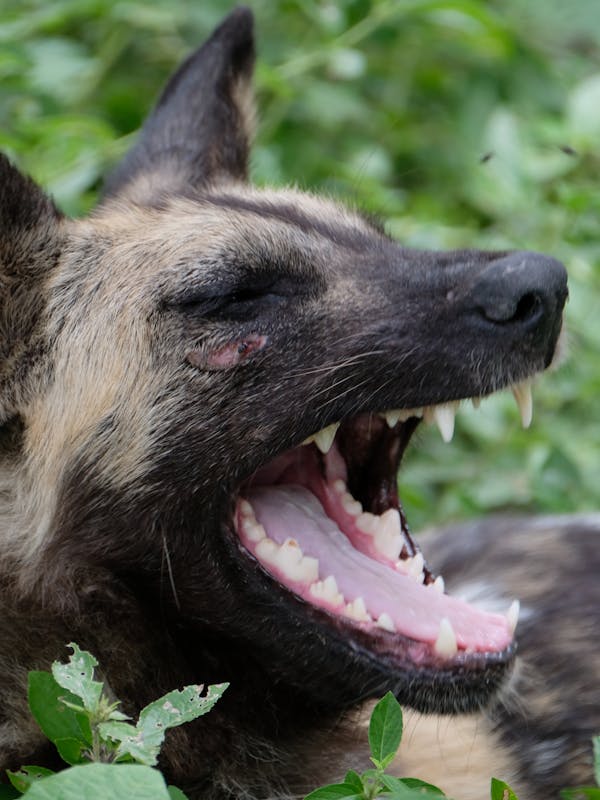 Tomer Admon: close-up of a wild dog