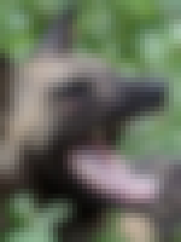 Tomer Admon: close-up of a wild dog