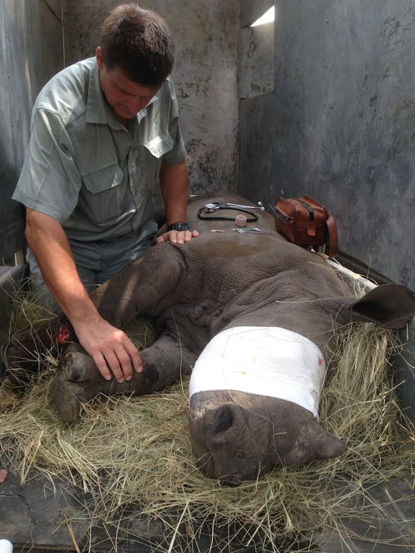 Professional vet checking on a sedated baby rhino