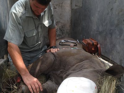 Professional vet checking on a sedated baby rhino